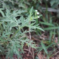 Parthenium hysterophorus L.